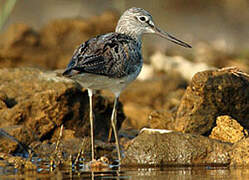 Common Greenshank