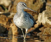 Common Greenshank