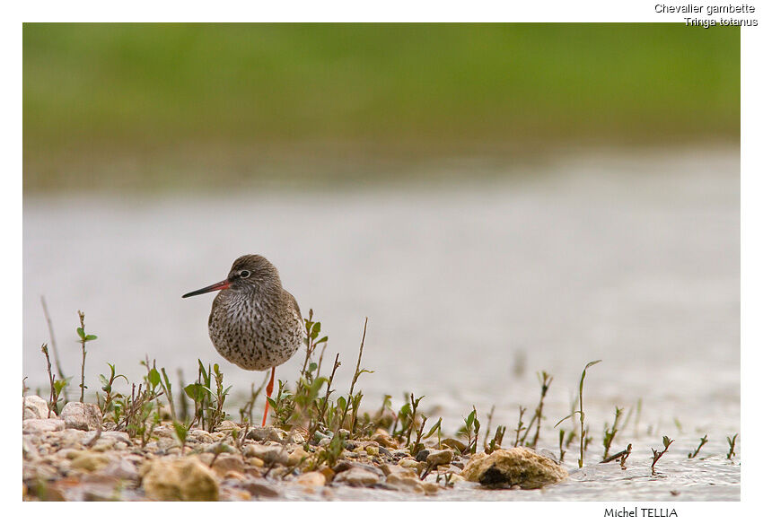 Common Redshank