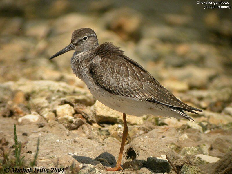 Common Redshank