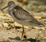 Common Redshank