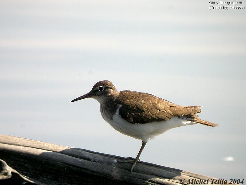 Common Sandpiper