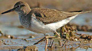 Common Sandpiper