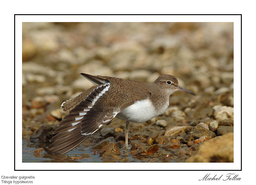 Common Sandpiper