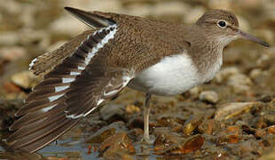 Common Sandpiper