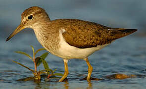 Common Sandpiper