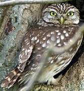 Little Owl