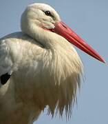 White Stork