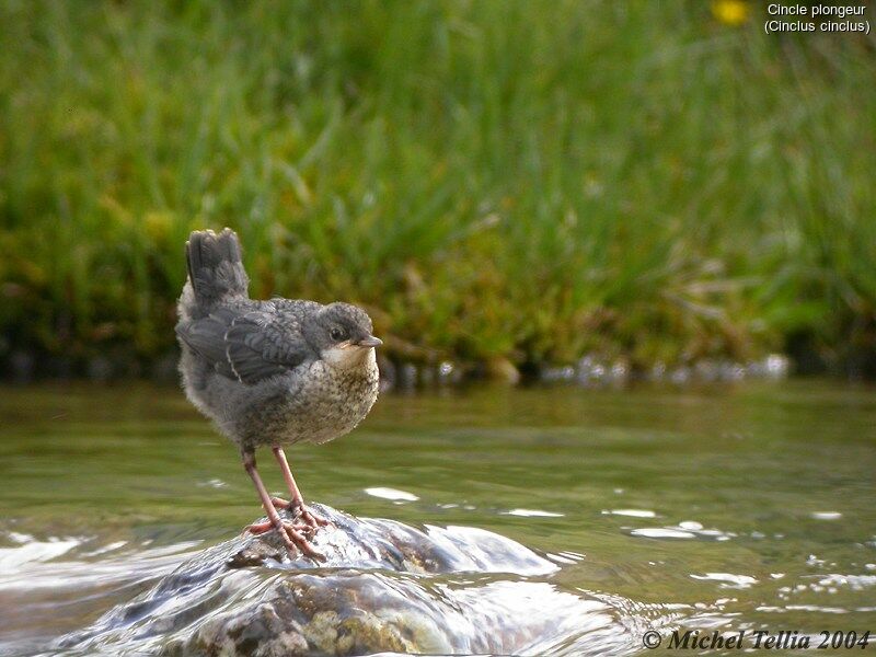 White-throated Dipper