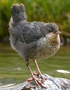 White-throated Dipper