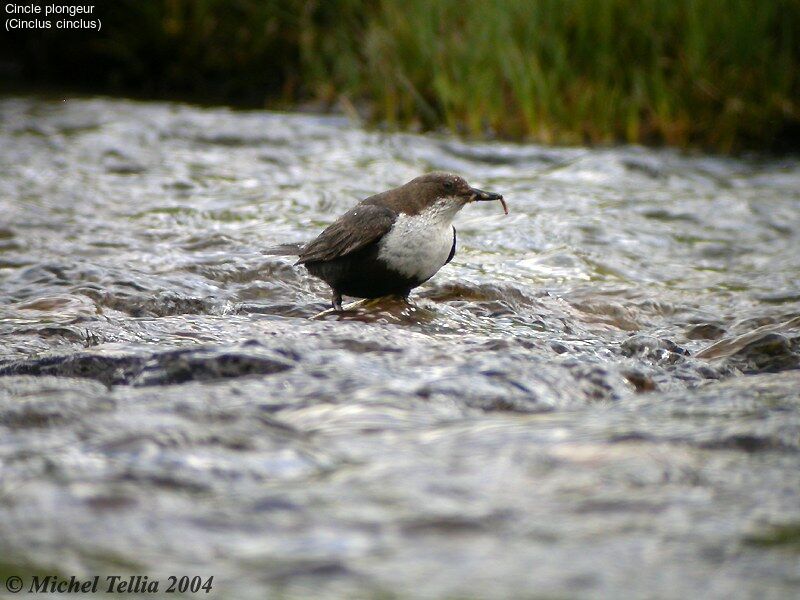 White-throated Dipper