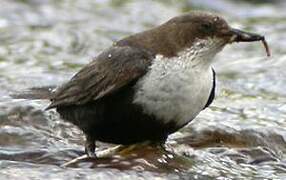 White-throated Dipper