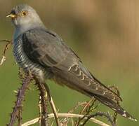 Common Cuckoo