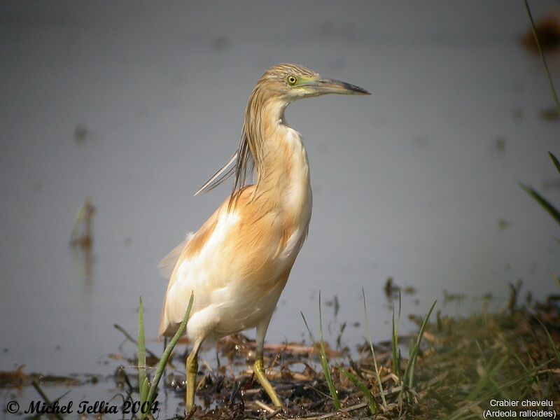 Squacco Heron