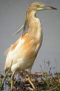 Squacco Heron