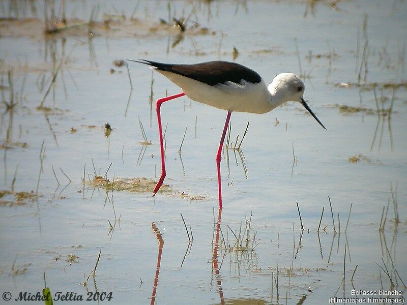 Black-winged Stilt