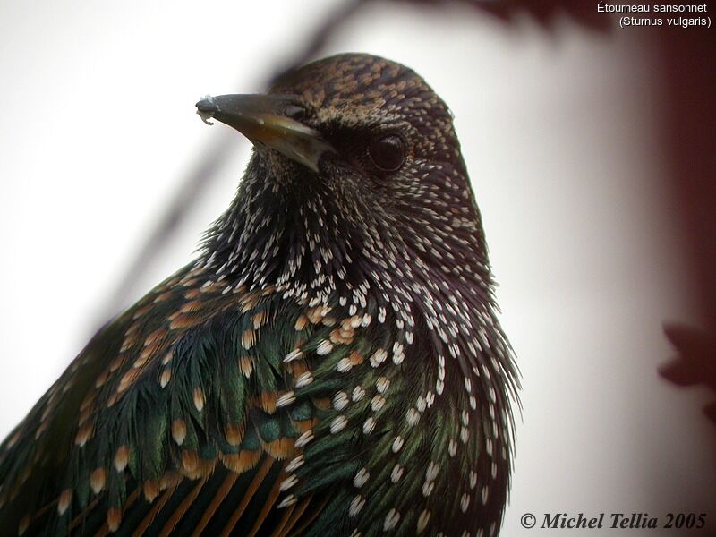 Common Starling