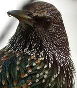 Common Starling