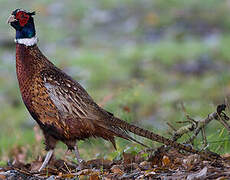 Common Pheasant