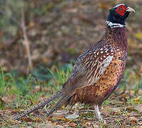 Common Pheasant