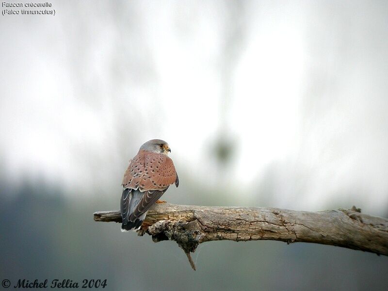 Common Kestrel