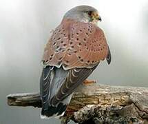 Common Kestrel