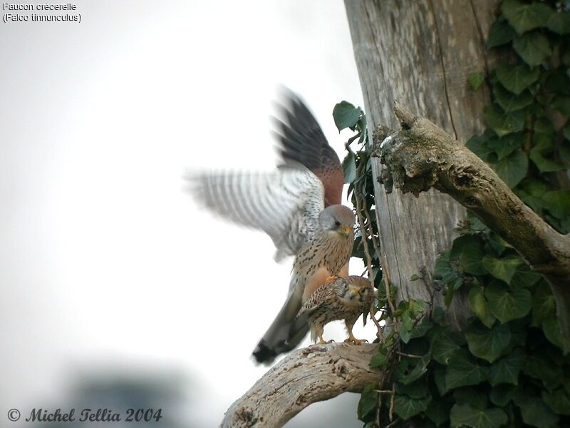 Common Kestrel