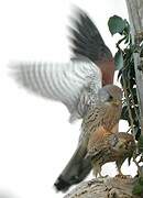 Common Kestrel