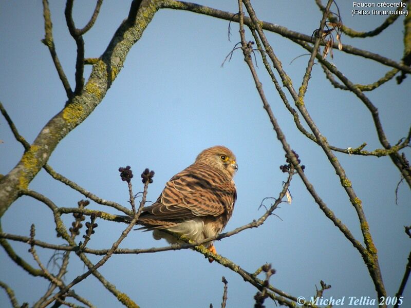 Common Kestrel