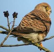 Common Kestrel