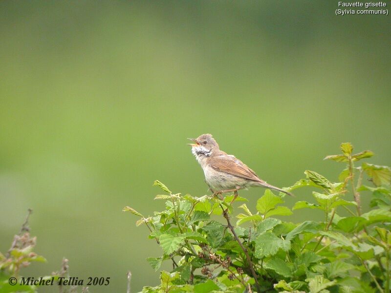 Common Whitethroat