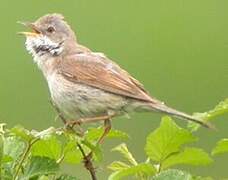 Common Whitethroat