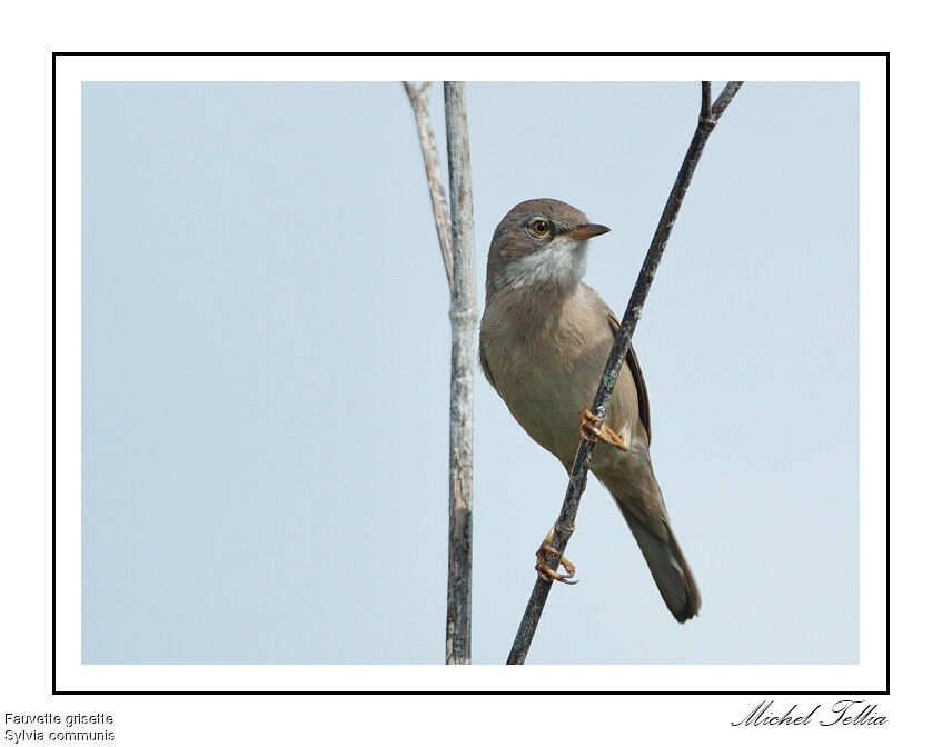 Common Whitethroat