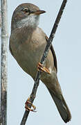 Common Whitethroat