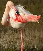 Greater Flamingo