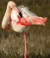 Flamant rose