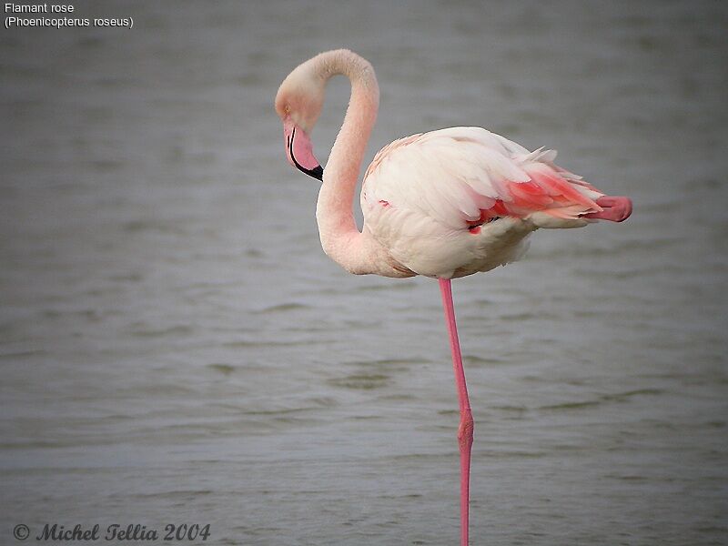 Flamant rose