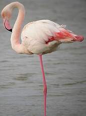 Flamant rose