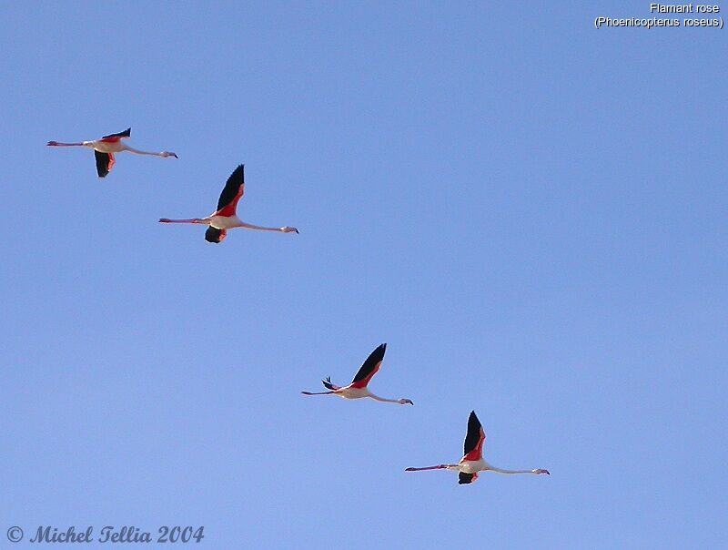 Greater Flamingo