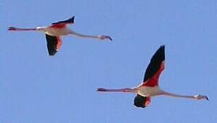 Greater Flamingo