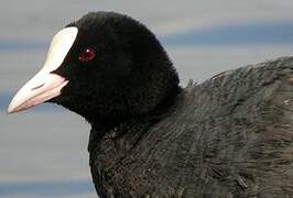 Eurasian Coot