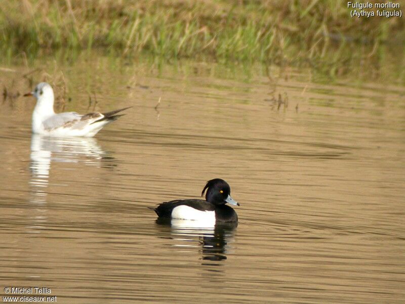 Tufted Duck