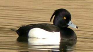 Tufted Duck