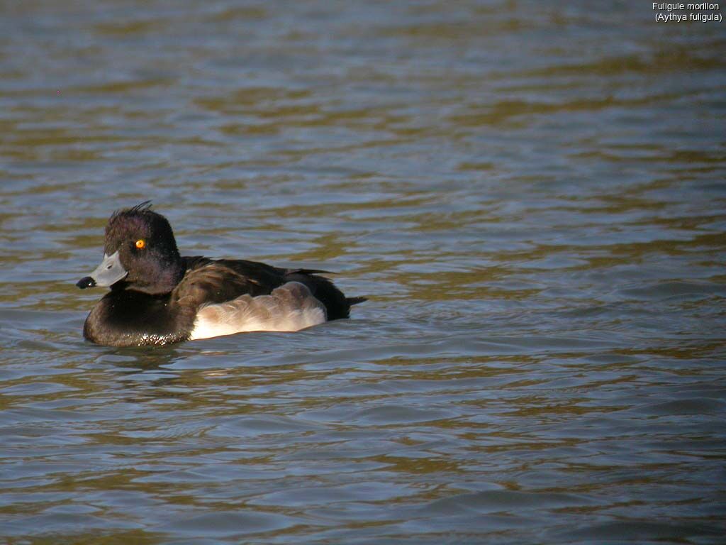 Tufted Duck