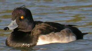 Tufted Duck