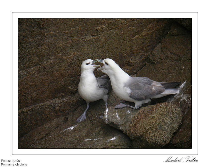 Fulmar boréal