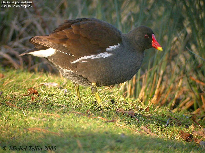 Gallinule poule-d'eau