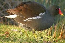 Gallinule poule-d'eau