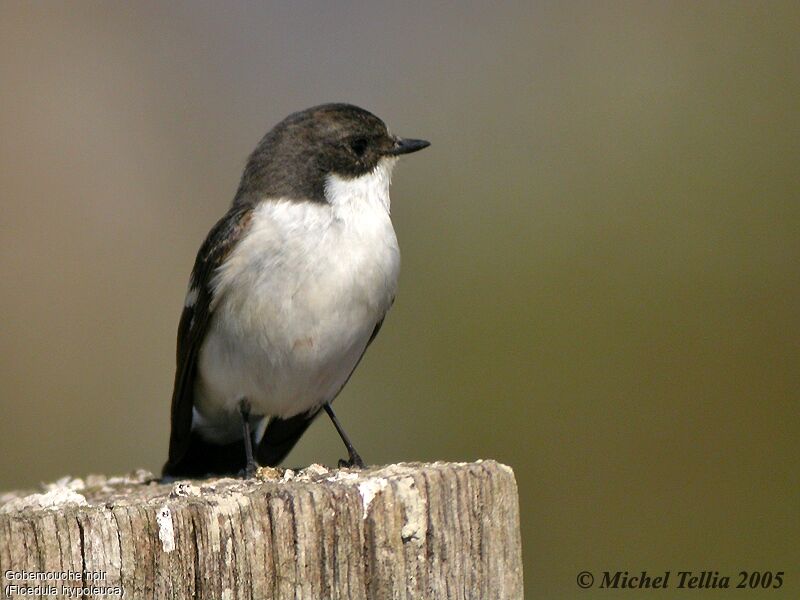 Gobemouche noir