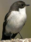 European Pied Flycatcher